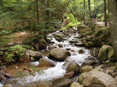 [Water rushing along a stream strewn with many large rocks.]